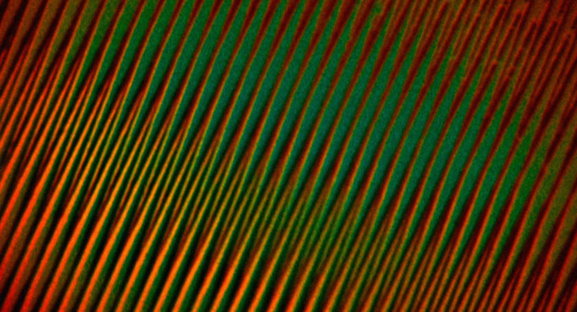 Film Flam 2026 animation film still
