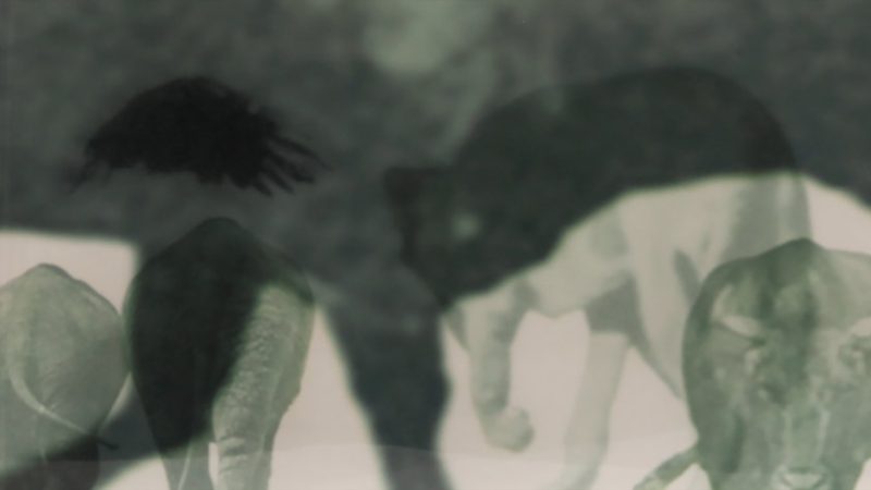 Chamber of Shadows animation film still