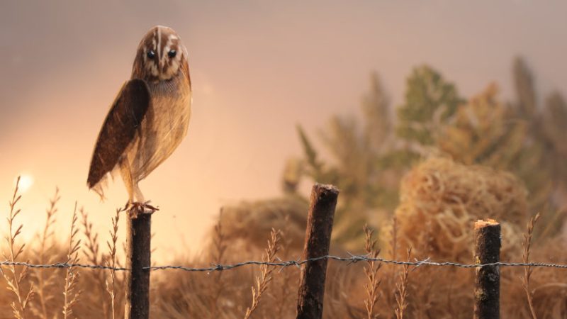 A Year of Birds Isis Letterier animation film still