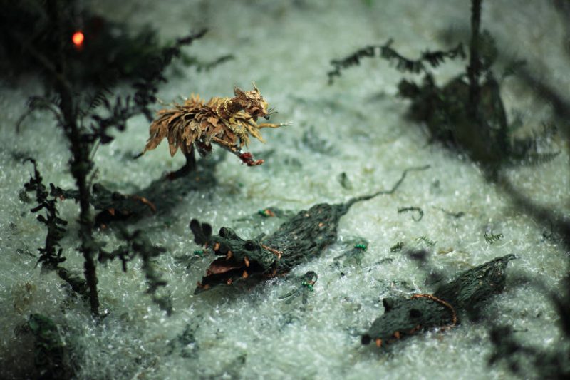 Compounds Eyes of Tropical animation