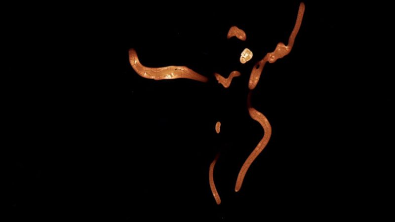 Liza by Bastien Dupriez animation film