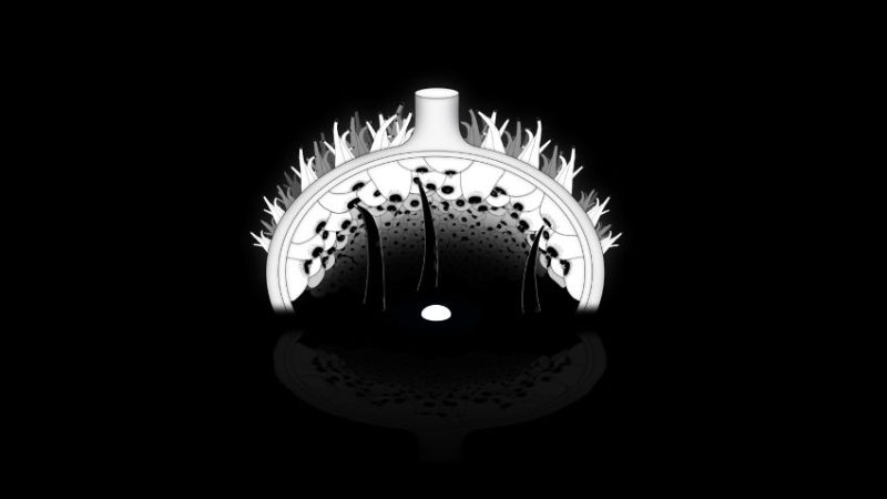 Egg by Martina Scarpelli animation film still