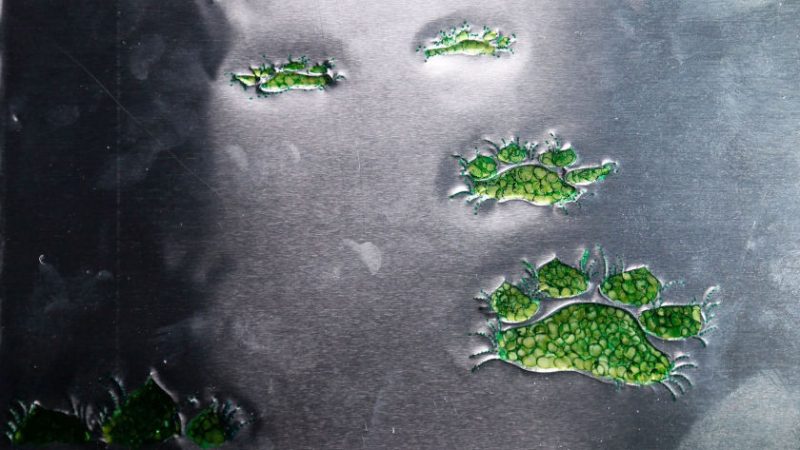 Silver Cave animation film still
